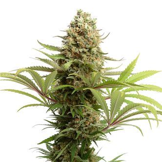 Banana Slush (Amsterdam Genetics) feminiserade cannabisfr&ouml;n