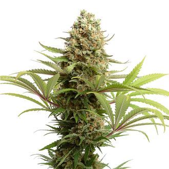 Banana Slush (Amsterdam Genetics) Feminiserade