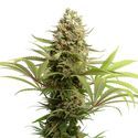 Banana Slush (Amsterdam Genetics) Feminiserade