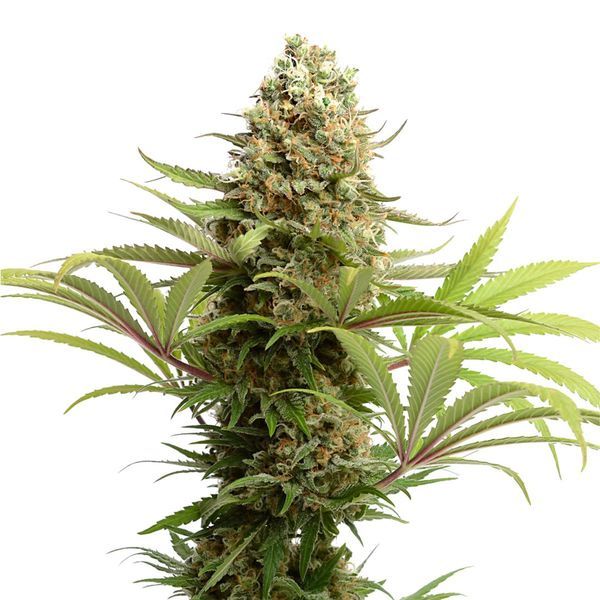 Banana Slush (Amsterdam Genetics) Feminiserade