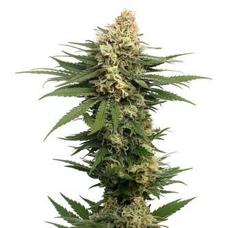 Dynamighty Automatic (Amsterdam Genetics) feminiserade