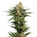 Dynamighty Autoflower (Amsterdam Genetics) Feminiserade