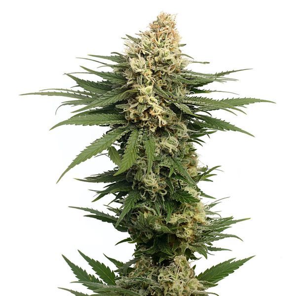 Dynamighty Autoflower (Amsterdam Genetics) Feminiserade