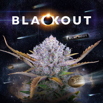 Blackout Autoflower (FastBuds x Zamnesia Seeds) Feminiserade