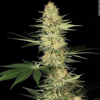 Lucid Bolt (Paradise Seeds) feminiserade