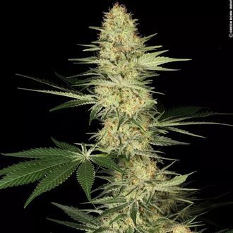 Lucid Bolt (Paradise Seeds) Feminiserade
