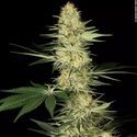 Lucid Bolt (Paradise Seeds) Feminiserade