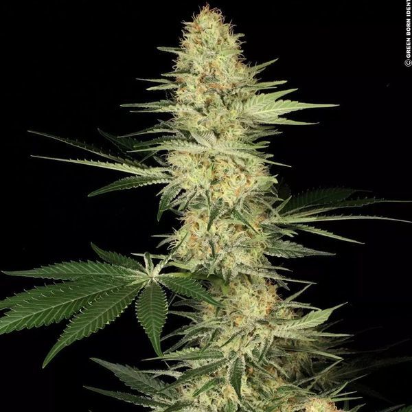 Lucid Bolt (Paradise Seeds) Feminiserade