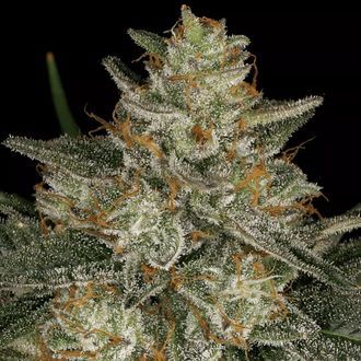 Dutch Kush (Paradise Seeds) Feminiserade