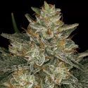 Dutch Kush (Paradise Seeds) Feminiserade