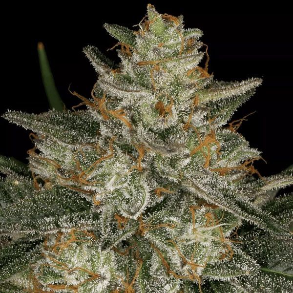 Dutch Kush (Paradise Seeds) Feminiserade
