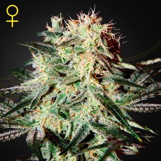Arjan&rsquo;s Strawberry Haze (Greenhouse Seeds) feminiserade cannabisfr&ouml;n