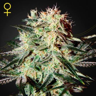 Arjan's Strawberry Haze (Greenhouse Seeds) Feminiserade