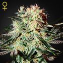 Arjan's Strawberry Haze (Greenhouse Seeds) Feminiserade