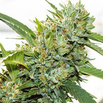 Vision Kosher (Vision Seeds) Feminiserade