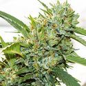 Vision Kosher (Vision Seeds) Feminiserade