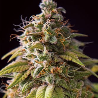 Caramel Monster (Vision Seeds) feminiserade