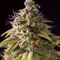 Caramel Monster (Vision Seeds) Feminiserade