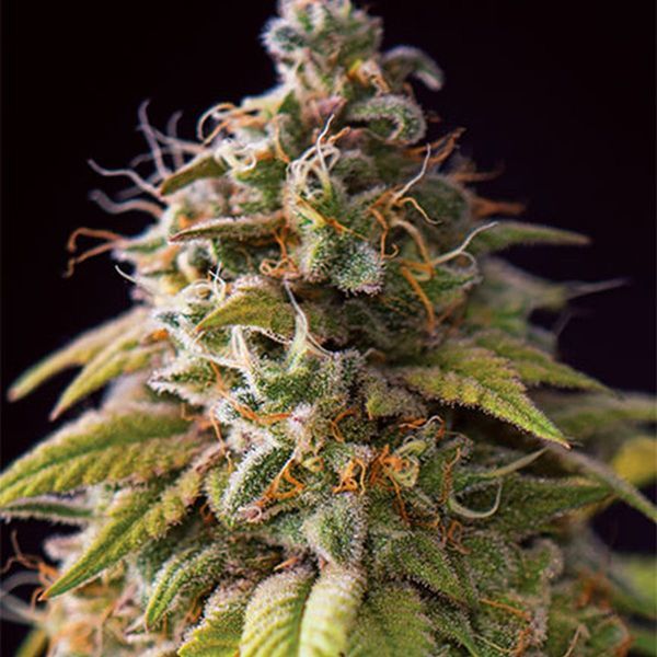 Caramel Monster (Vision Seeds) Feminiserade