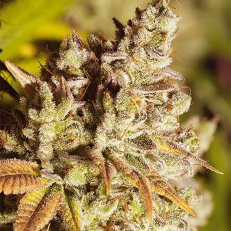 Vision Gorilla (Vision Seeds) feminiserad