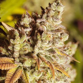 Vision Gorilla (Vision Seeds) Feminiserade