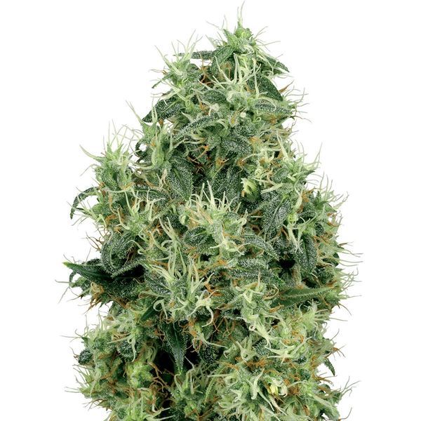 White Gold (White Label) Feminiserade
