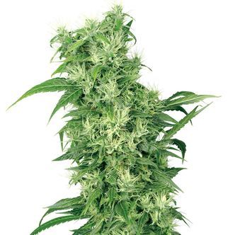 Female Mix (White Label) Feminiserade
