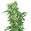 Female mix (White Label) Feminiserade