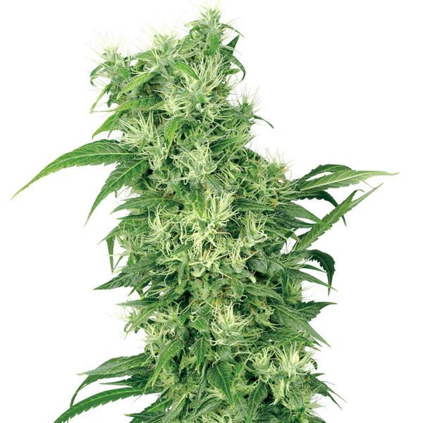 Female mix (White Label) Feminiserade