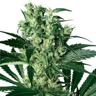 X-Haze (White Label) feminiserade cannabisfr&ouml;n