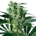 X-Haze (White Label) Feminiserade
