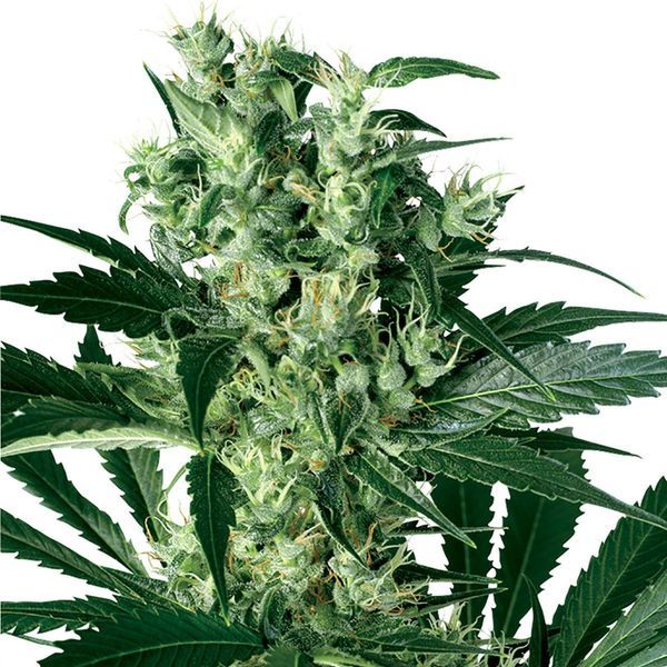 X-Haze (White Label) Feminiserade