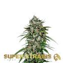 Saga (Super Strains) Feminiserade