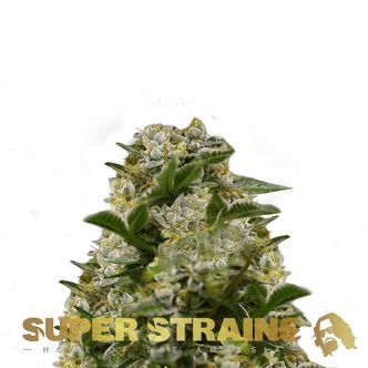 Ibiza Farmers (Super Strains) feminiserade cannabisfr&ouml;n