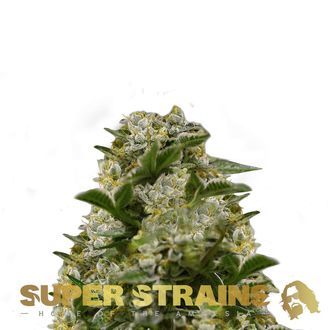 Ibiza Farmers (Super Strains) Feminiserade
