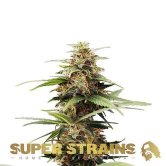 Hermana de la Noche (Super Strains) feminiserade cannabisfr&ouml;n
