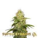 La Jefa (Super Strains) Feminiserade