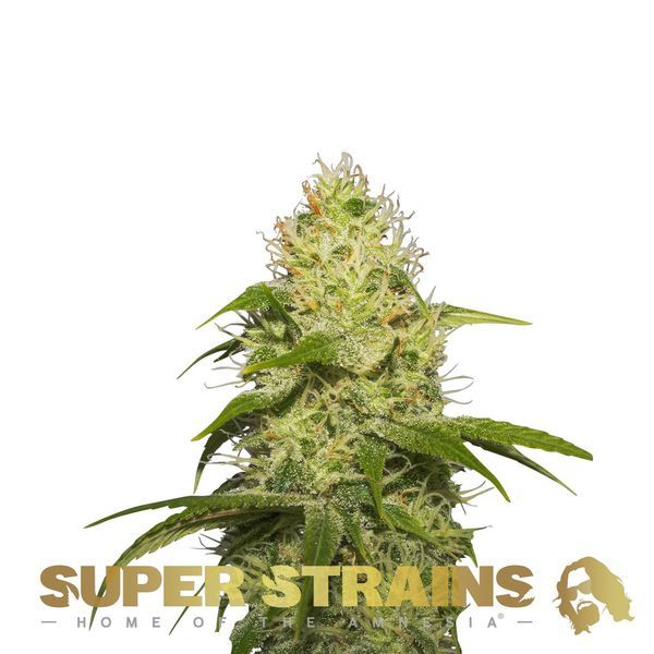 La Jefa (Super Strains) Feminiserade
