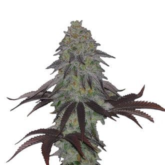 AK Choco Kush (Amsterdam Genetics) Feminiserade