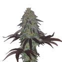 AK Choco Kush (Amsterdam Genetics) Feminiserade