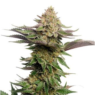 Strawberry Glue (Amsterdam Genetics) feminiserade cannabisfr&ouml;n
