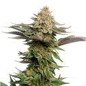 Strawberry Glue (Amsterdam Genetics) Feminiserade