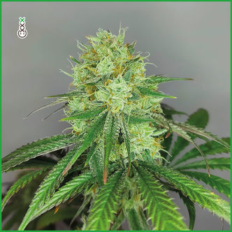 Sketch (Amsterdam Genetics) feminiserade