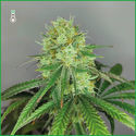 Sketch (Amsterdam Genetics) Feminiserade