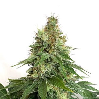 Double Blue (Amsterdam Genetics) feminiserade cannabisfr&ouml;n