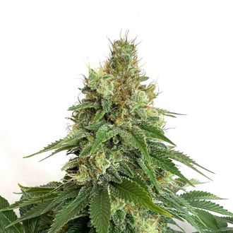 Double Blue (Amsterdam Genetics) Feminiserade