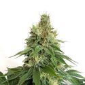 Double Blue (Amsterdam Genetics) Feminiserade