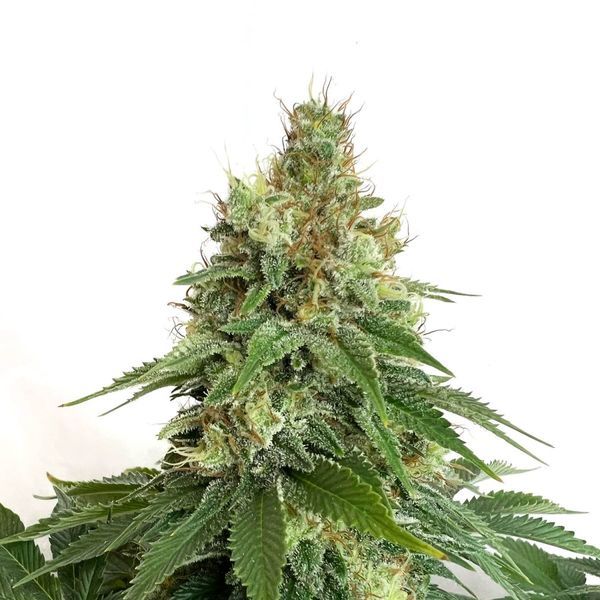 Double Blue (Amsterdam Genetics) Feminiserade