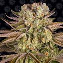 Pineapple Express (Barney's Farm) Feminiserade