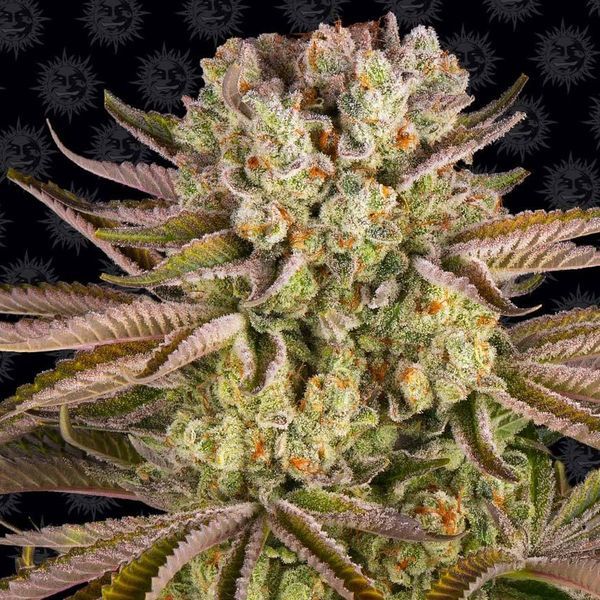 Pineapple Express (Barney's Farm) Feminiserade
